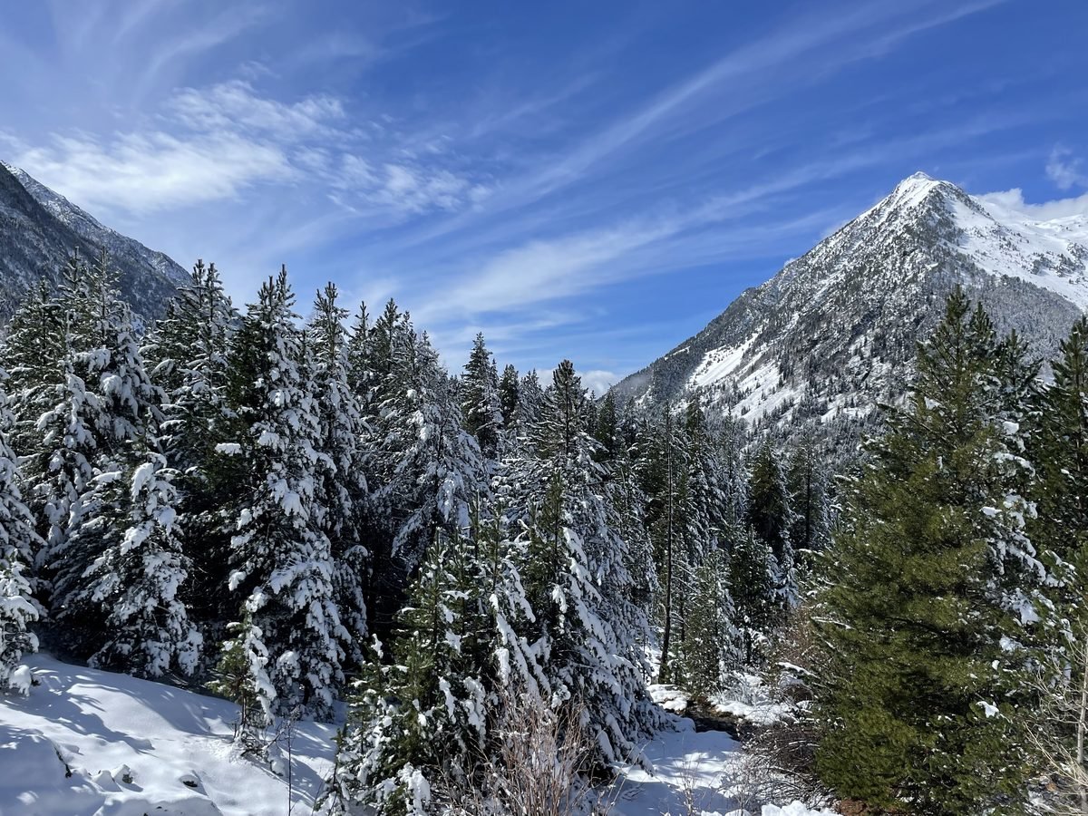Bosque nevado en el Valle de Benasque